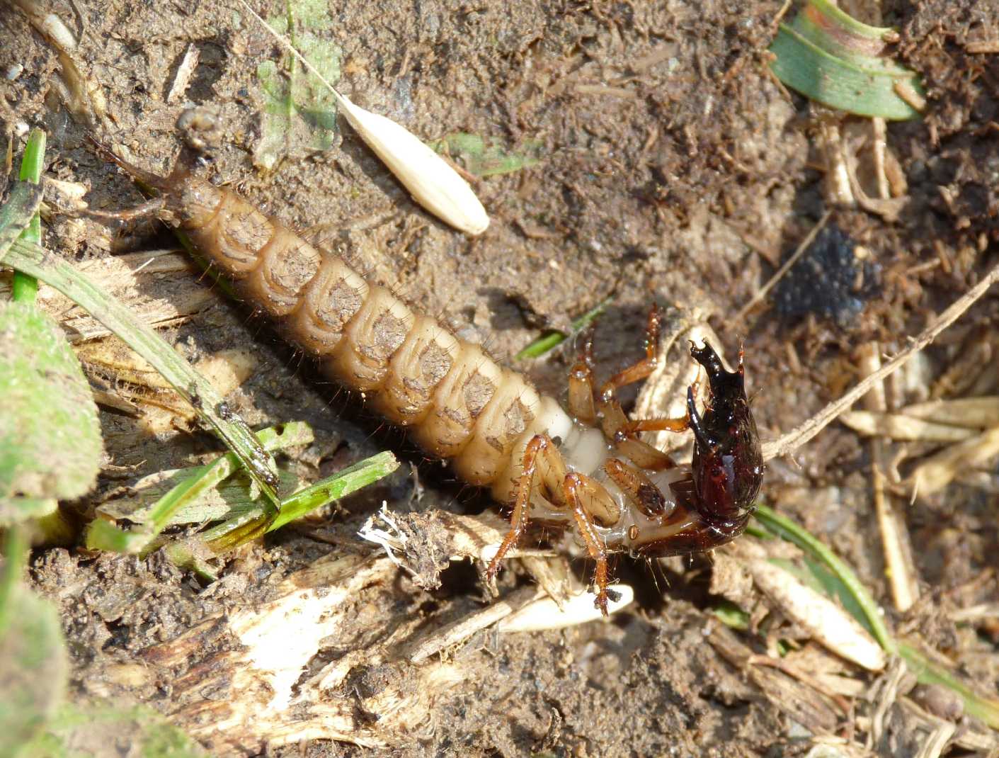 Larva di Ocypus